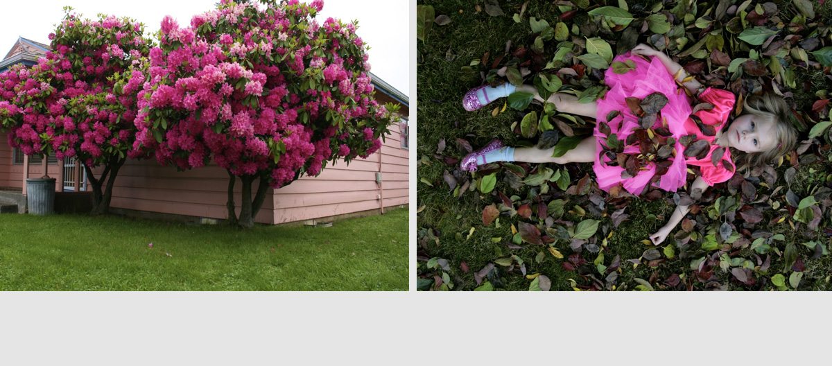 nivo slider image