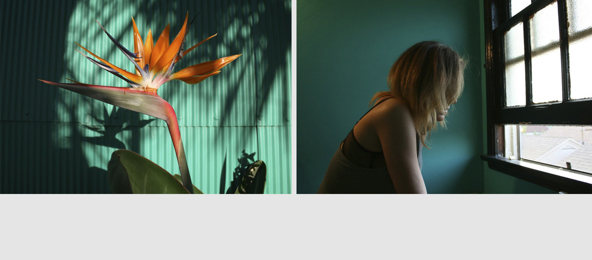 nivo slider image